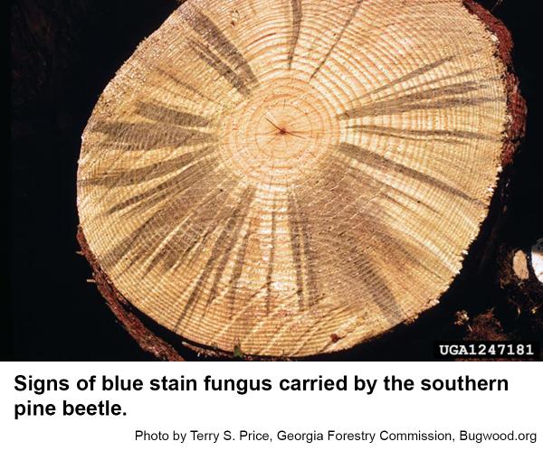 blue stain fungus 
